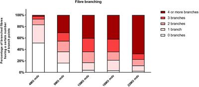 Lifespan Analysis of Dystrophic mdx Fast-Twitch Muscle Morphology and Its Impact on Contractile Function